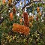 Banksia ericifolia Lorea
