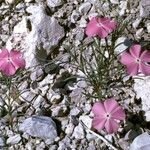 Phlox mesoleuca 整株植物