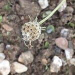 Scabiosa ochroleuca 果実