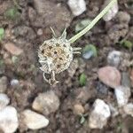 Scabiosa ochroleuca Ffrwyth