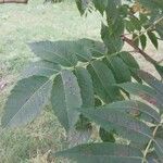 Rhus glabra Ліст