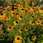 Rudbeckia fulgidaFlower