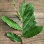Hylodendron gabunense Hoja