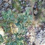 Cistus albidus Leaf