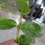 Veronica beccabunga Feuille