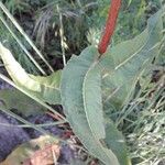 Rumex crispus Blatt