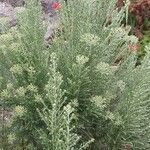Ozothamnus leptophyllus Hoja