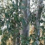 Eucalyptus camaldulensis Leht