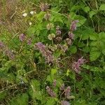 Salvia verticillata Fleur