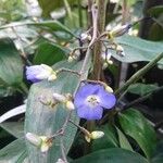 Dichorisandra penduliflora Flor