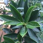 Ilex mitis Blad