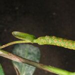 Anthurium scandens फूल