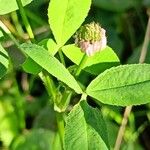 Trifolium hybridum Feuille