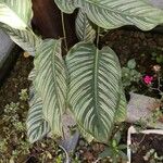 Calathea ornata Habitus