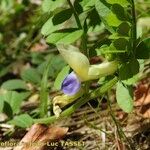 Vicia laeta 花