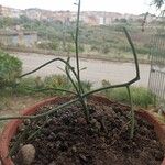 Euphorbia tirucalli Leaf