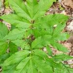 Cardamine heptaphylla ഇല