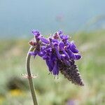 Salvia nutans Blomst