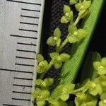 Stelis hymenantha Other