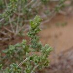 Nucularia perrinii Otro