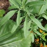 Salvia reflexa Blatt