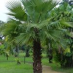 Washingtonia robusta Φύλλο