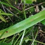 Allium scorodoprasum Leaf