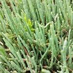 Salicornia fruticosaبرگ