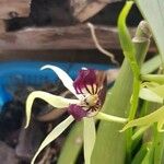 Prosthechea cochleata Fleur