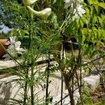 Delphinium carolinianum Fulla