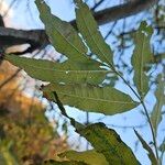 Fraxinus excelsior Levél