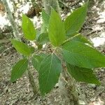 Acalypha pancheriana Leaf