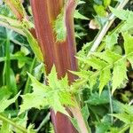 Sonchus asper Casca