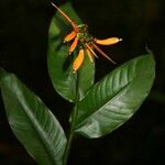 Heliconia hirsuta Цветок