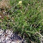 Erucastrum gallicum Habit