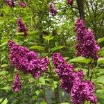 Syringa vulgarisCvet