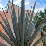 Agave tequilana Hostoa