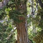 Juniperus occidentalis Bark