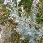 Artemisia absinthium 葉