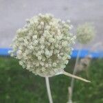 Allium polyanthum Цветок