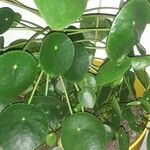 Pilea peperomioides Leaf