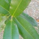 Calophyllum inophyllum Levél