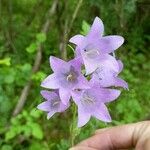 Campanula tracheliumFlower