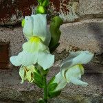 Antirrhinum siculum Flor