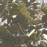 Polyscias fulva Blatt