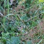 Saxifraga spathularis Blüte