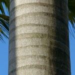 Roystonea regia Casca