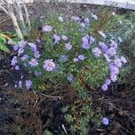 Symphyotrichum novi-belgii Habit