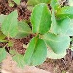 Kalanchoe densiflora Blatt