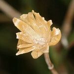 Calystegia longipes Кветка